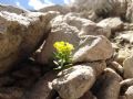 Alyssum wulfenianum subsp. ovirense